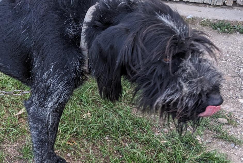 Fundmeldung Hund Männliche Beaufort Frankreich