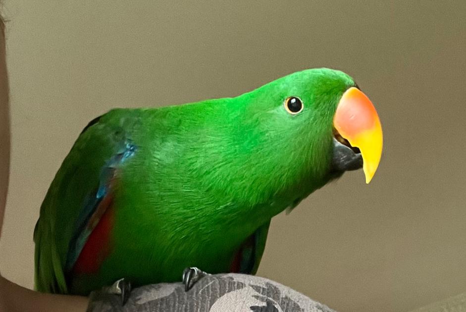 Disappearance alert Bird Male , 2026 years Folgensbourg France