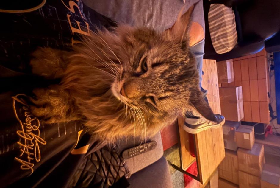 Disappearance alert Cat Male , 10 years Marcellus France Disappearance alert Cat Male , 10 years Marcellus France