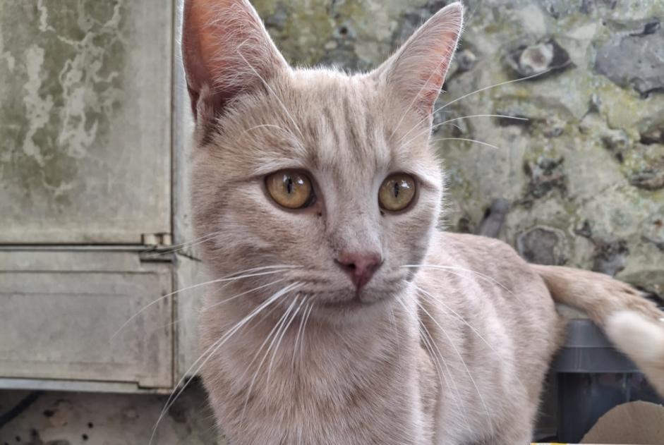 Alerta de Hallazgo Gato cruce Macho Châteauneuf-en-Thymerais Francia