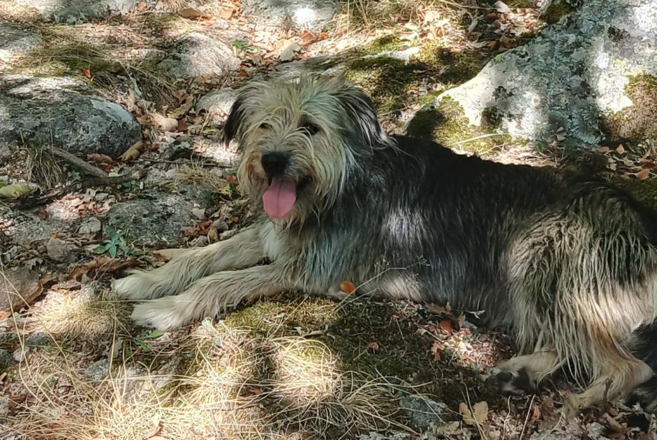Alerta de Hallazgo Perro cruce Hembra Bédouès-Cocurès Francia Alerta de Hallazgo Perro cruce Hembra Bédouès-Cocurès Francia