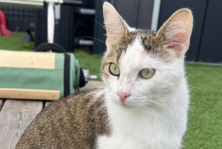 Alerte Disparition Chat Mâle , 2 ans Grenade France Alerte Disparition Chat Mâle , 2 ans Grenade France