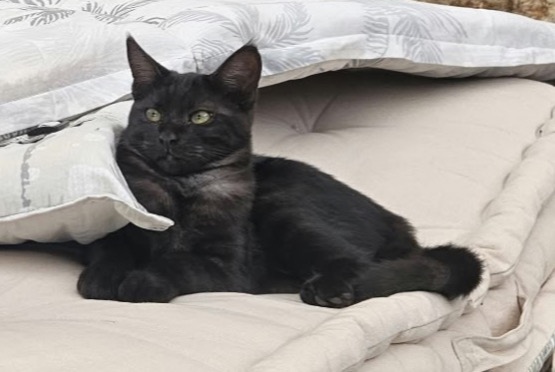 Alerte Disparition Chat croisement Femelle , 0 ans Draguignan France