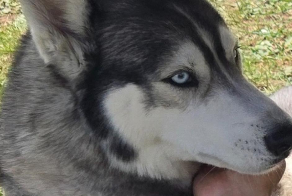 Alerte Disparition Chien  Mâle , 5 ans Rochefort France