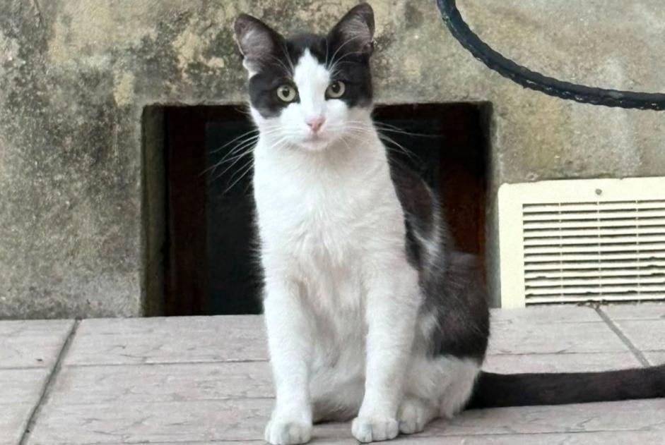 Avviso Ritrovamento Gatto Maschio Buhl Francia