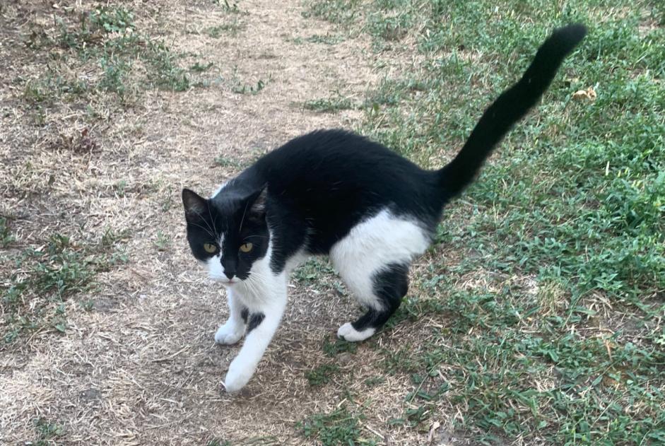 Avviso Ritrovamento Gatto Non conosciuta Colmar Francia Avviso Ritrovamento Gatto Non conosciuta Colmar Francia