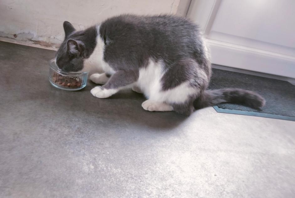 Alerta descoberta Gato Fêmea Panissières France