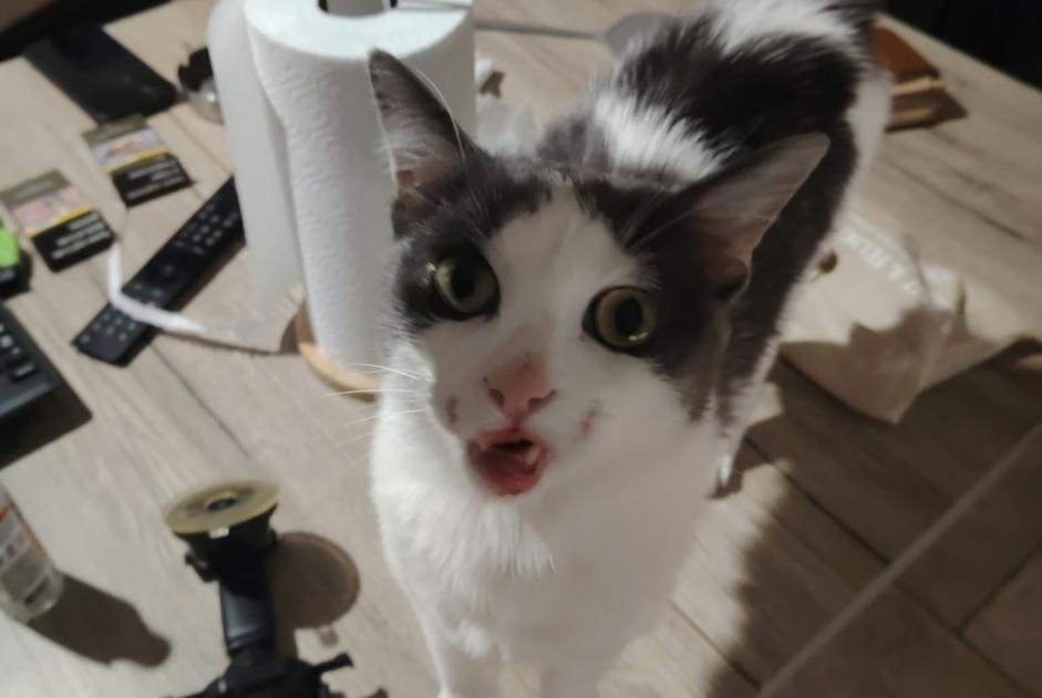 Alerta descoberta Gato Macho Roanne France
